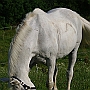 Hessisches_Warmblut 21 (9)